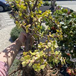 Big Succulents Each Type $15