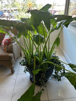 Elephant ear plant in blue ceramic pot
