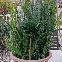 Boston ferns mixed with snake plants I have snake plant a little over 4 feet tall very healthy