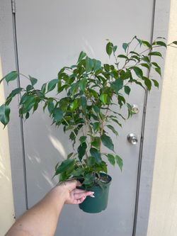 Ficus Benjamina House Plant 6” Pot