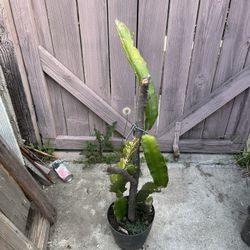 Dragon Fruit Plants Tree 