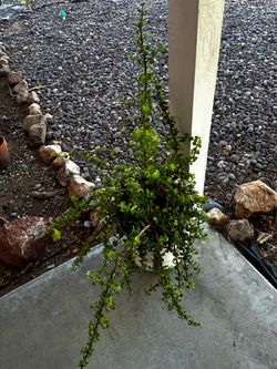 Jade large plant