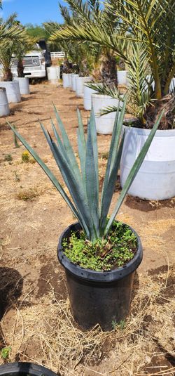 Blue agave