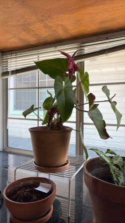Flamingo Flower Plant