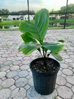 Hydriastele beguinii palm, (Obi Island palm)