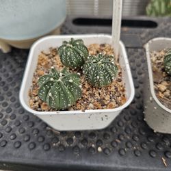 Astrophytum capricorne x asterias red-flower seedling pot, 210709