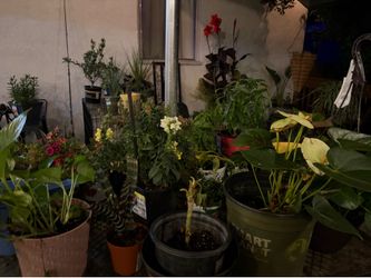 plants and flowers /great prices