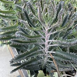 Kalanchoe Plants 🪴 
