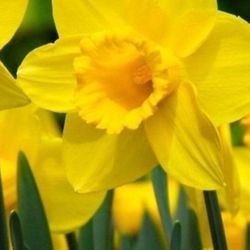 Daffodils, Live Plant 