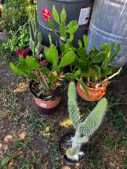 Nopales
