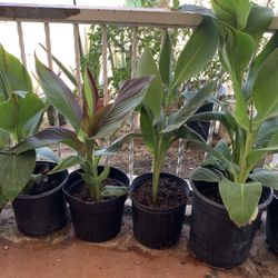 Huge Blowout Sale Clearance On All Plants