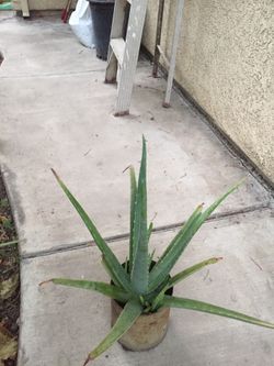 Aloe Vera