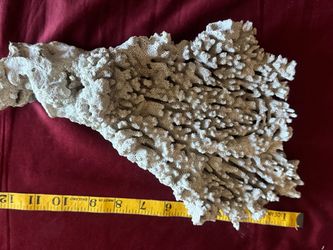 Large Natural Dry Coral Specimen