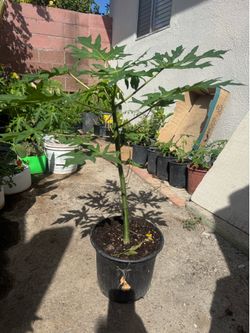 Dwarf papaya