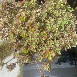 Colorful Sedum In Large Classy  Clay Pot With Patina 