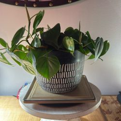 Heartleaf Philodendron
