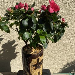 Bonsai, Pink Color, Flower, Azalea🌺🌷in A Rare Chinese Long Bonsai Pot