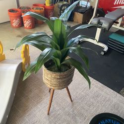 Fake Plant In Stand ~3ft