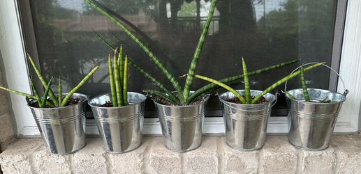 Cylindrical Snake Plants