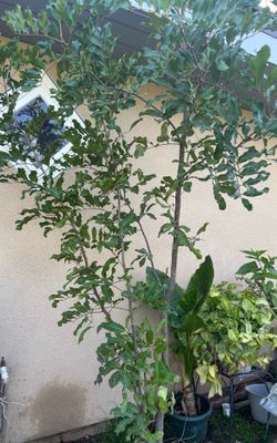Cupaniopsis anacardioides, tuckeroo, carrotwood tree, shade tree