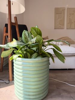 Chinese ever green in ceramic pot