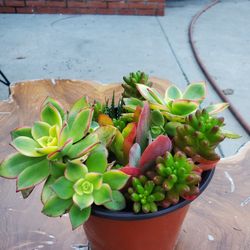 Mix Succulents 