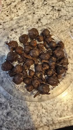 Alocasia Regal Shields corms