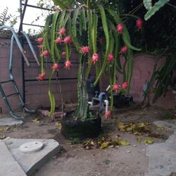 Dragon Fruit Plant