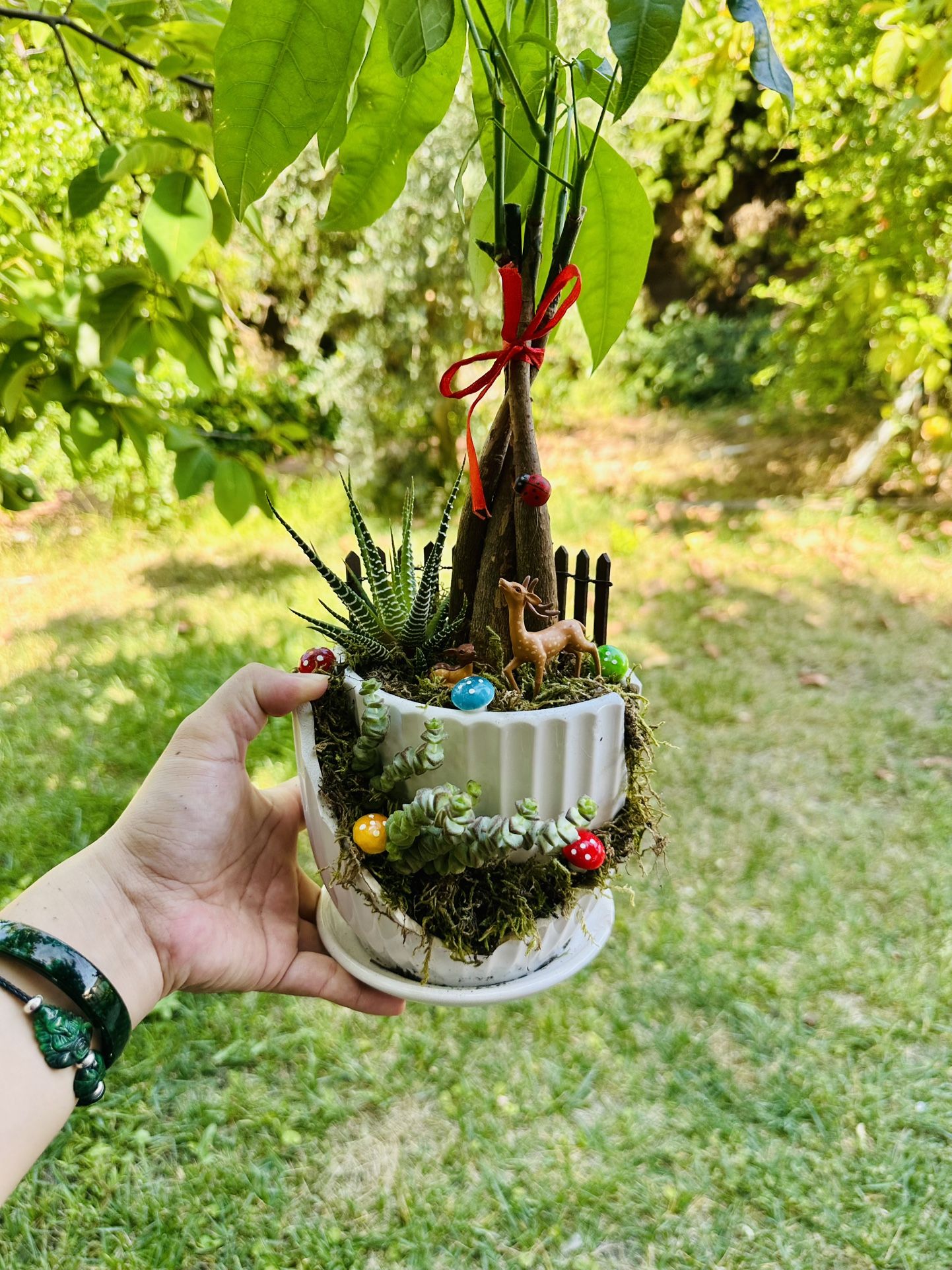 Money Tree Live Plant and Succulent Live Plant In Ceramic Pot With Decoration