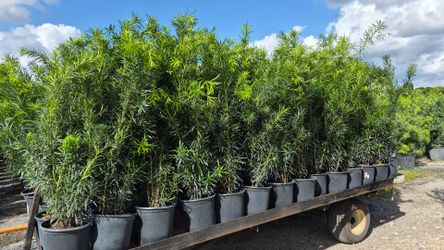 Podocarpus Plants 3 feet Tall.  Instant privacy