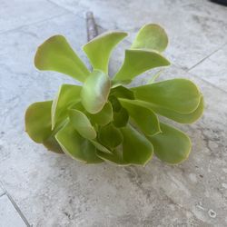 Aeonium Succulent Cuttings - Murrieta