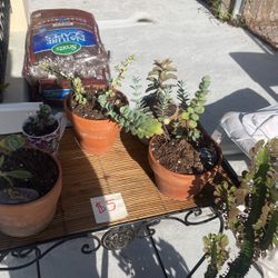 Succulents Plants