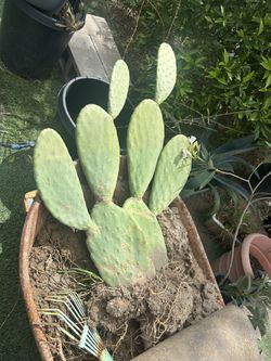 NOPAL REAL PLANT