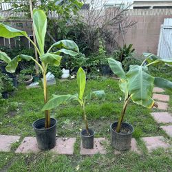 Banana Trees / Arboles De Platano **$20 Each, 3 Available**