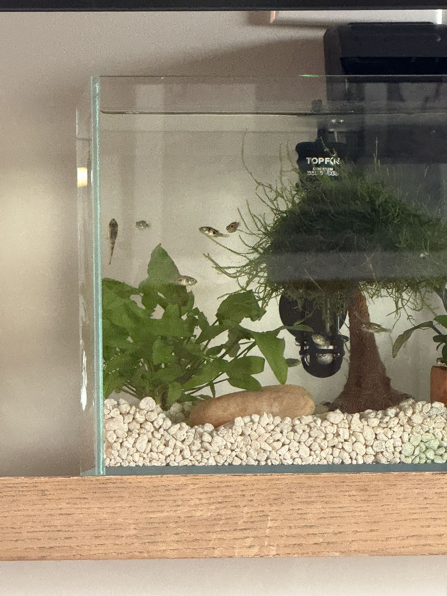 Fish Tank