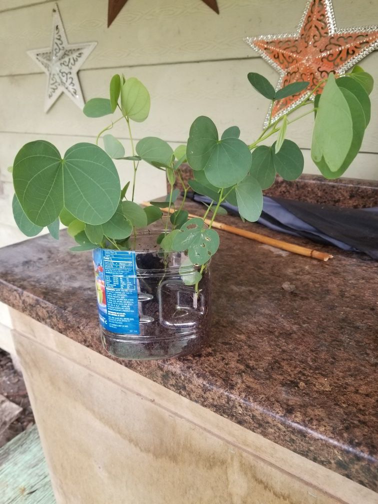 Pata de vaca tree