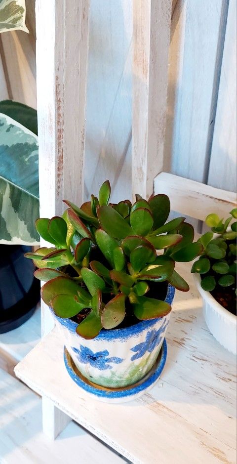 Living Plant 🌱Jade Plant on 4"H Ceramic Pot ::: Indoor & Outdoor