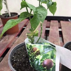 Passion Fruit Plant 1 Gallon Fully Rooted Passion Vine 