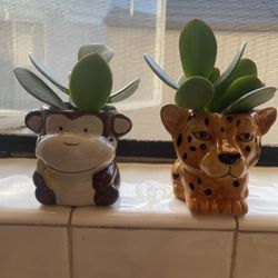 🌸🌺🌹HERMOSAS MACETITAS PEQUEÑAS CON PLANTITA JADE ESA PUEDE CRESERTE COMO UN BELLO ARBOLITO  