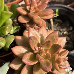 Succulents Plants 4”🪴