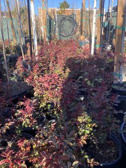 Roses 5 Gallon $13 Each