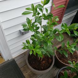 Gardenia Plants