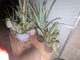 Snake Plant
