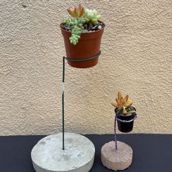 Live succulents on a base with a stand