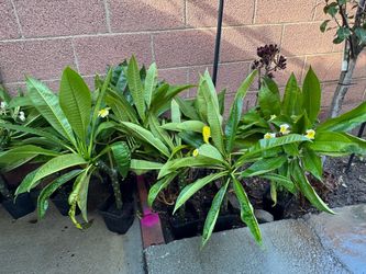 Plumeria , read description