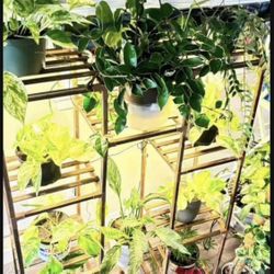 Shelf With 4 Grow lights 