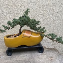 Bonsai Plants  $55 Each