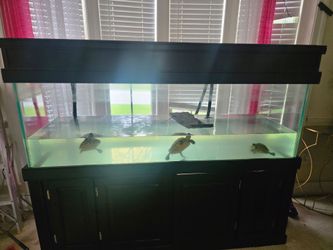 Fish aquarium