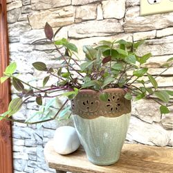 Tradescantia , Inch House Plant In Cute Textured Ceramic Pot 6"H.