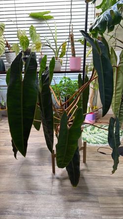 Large Philodendron (Billie)